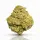 Tropical Fruit CBD Bl&uuml;ten | < 0.2% THC
